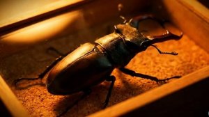 🍄 Их ДНК доказала что ученые ошибались 2000 лет.
