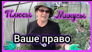 Мульчировать или нет томаты в теплице?