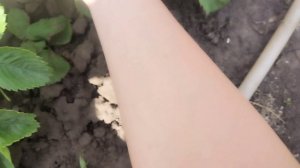 Первый урожай клубники.3 июня вылезла клубника-вкусная ягода.Открытие садового сезона.