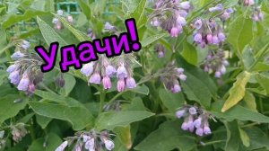 Хорошей среды!