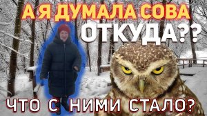 А я думала сова - ОТКУДА Мем? Кем была героиня мема?
