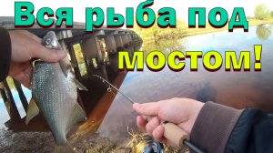 Взял новый спиннинг на небольшую речку! Рыбалка под мостом! Щука, окунь, лещ! Nautilus Fortezza!