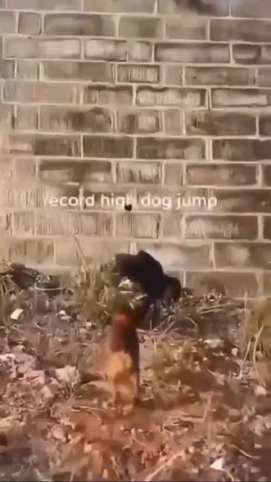 Собаки👍🏻