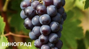 ЛЕССИНГ Г.Э. Басня «ВИНОГРАД».