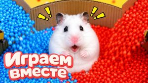 ХОМЯК ВЫБИРАЕТСЯ ИЗ СЕКРЕТНОЙ ХОМЯЧЕЙ ТЮРЬМЫ ! Забавные животные ! Супер лабиринт для хомяка №3