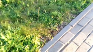 Гуляем с Тата в теме, обсуждаем хэйтеров с каналов Ольга Бравенькая и Ольга уралочка, Мама Отличник