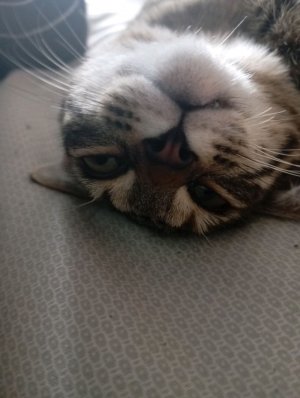 Мой стрим