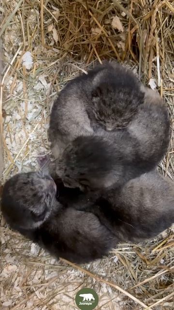 Манул Пепе родила котят