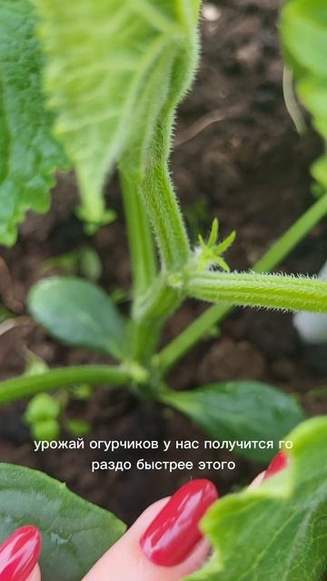 Как я формирую огурцы