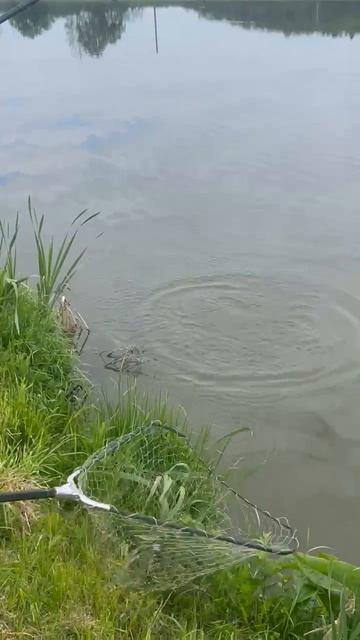Ловля карпа на 9-м водоёме РК 