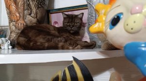 Ириска проказница