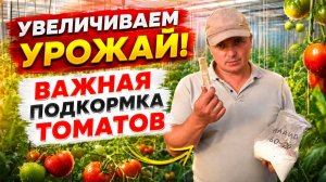 Самая важная подкормка томатов. Увеличиваем урожай.