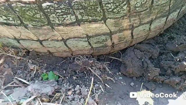 Вести со старого участка. Спеет клубника. Посадила малину и тыквы.