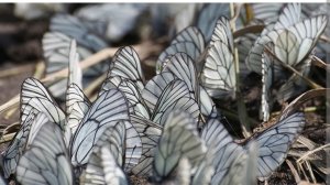 Еду по городу, ловлю бабочек и кайфую
🦋🦋🦋🦋🦋🦋🦋🦋🦋🦋🦋🦋🦋🦋🦋🦋🦋