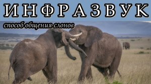 ИНФРАЗВУК - Один из способов общения слонов
