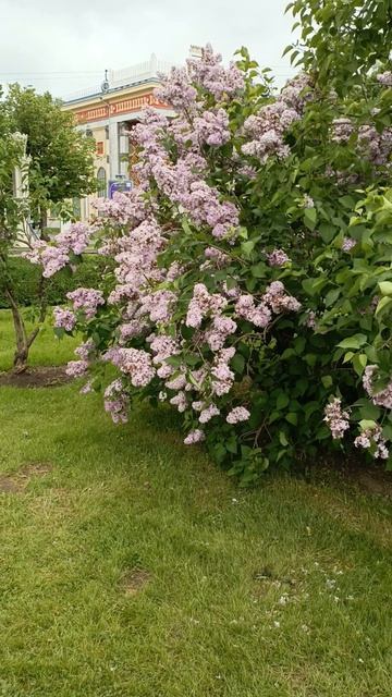 Сирень смотреть онлайн