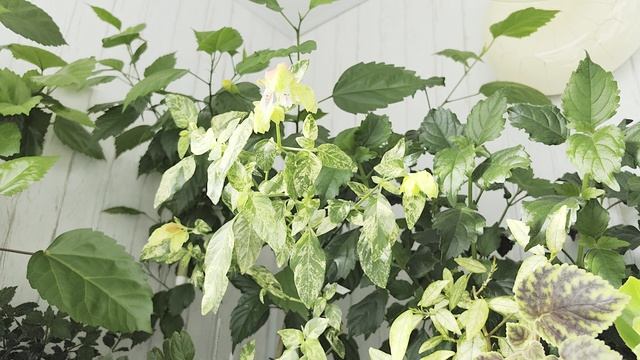 Красота на балконе + излишки ахименесов 🌸🌿☘️🌺 смотреть онлайн