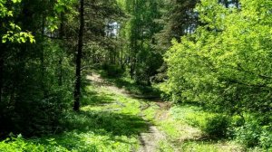 Цветущее лето и гало было и + 25 С