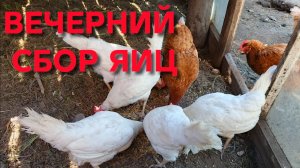 Куры-несушки Сколько же куры сегодня снесли яиц