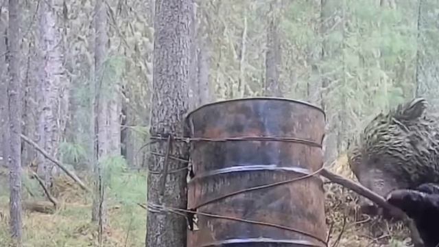 Фото ловушка мишка смотреть онлайн