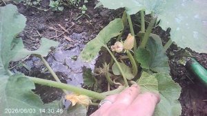 Обзор нашего кабачкового растения сорта «Желтоплодный»