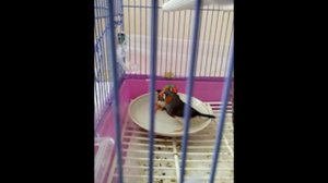 01 Зебровые амадины