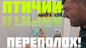 Аналитический обзор на канал Ольга Уралочка live от 3 июня 2026 года. Птичий переполох!