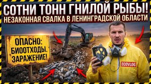 Тонны гнилой рыбы: найден нелегальный полигон биологических отходов