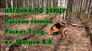 НАГОНКА ПО ЗАЙЦУ .Русская гончая Раскат 1 год. вл. Шатров В.А.#охота #топ #hunting