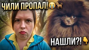 Ужасный день: пропал наш любимец шпиц. Что помогло нам его вернуть? 🔥🥩