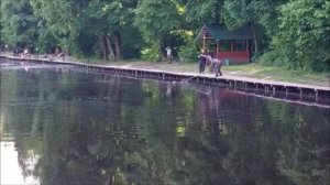 Осётр ловится не только у сетки. Клёвое место, Лосиный остров, нижний водоём.