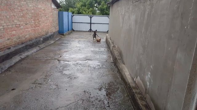 По деревенски интересно :) смотреть онлайн