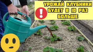 КЛУБНИКИ будет в 10 раз больше если сделать это