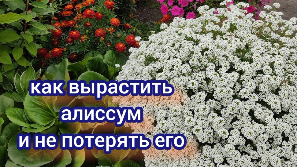 Не бойтесь выращивать алиссум. Мой опыт выращивания алиссума Сноу принцесс. смотреть онлайн