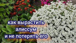 Не бойтесь выращивать алиссум. Мой опыт выращивания алиссума Сноу принцесс.
