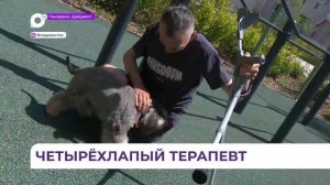 Во Владивостоке участники СВО проходят канистерапию - реабилитацию с помощью собак