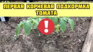 Первая подкормка ТОМАТА после высадки. Когда вносить корневую подкормку