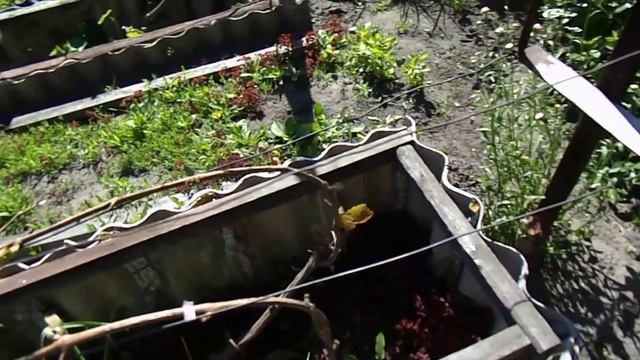 Виноград после заморозка оживает. 3 июня 2026 г. смотреть онлайн