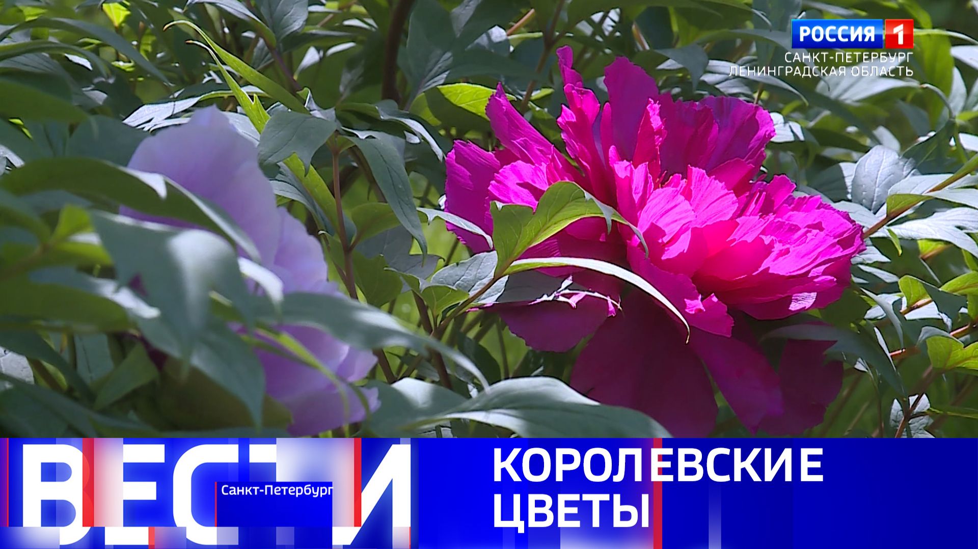 Вести Санкт-Петербург. Выпуск 09.30 от 03.06.2026 смотреть онлайн