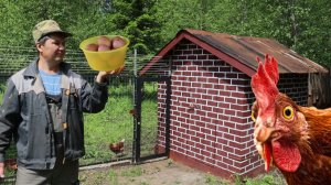 Куры Вышли на Максимальное Производство! Несут 12 Яиц в День!