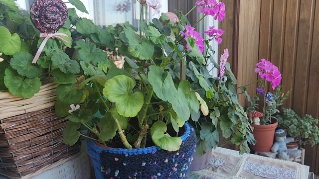 Болталка: Герань любить или использовать и выкинуть? 🌸