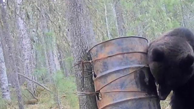 Мишка фото ловушка смотреть онлайн