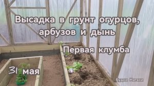 Высаживаем рассаду арбузов в Подмосковье! Какие сорта? Первая клумба!