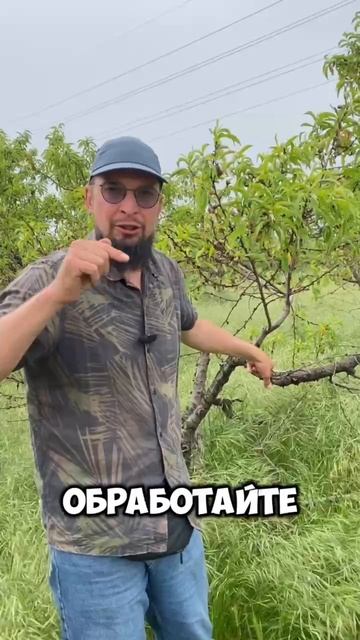 Как бороться с монилиозом в саду?