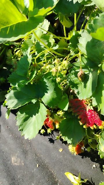 Земклуника 🍓 Купчиха, что за ягода 😍