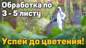 Срочно защитите виноградник перед цветением! (05.06.2025) (Видеоблог Давида Алверцяна)