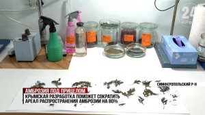 Крымские учёные создали биопрепарат против амброзии — аналогов в мировой практике нет