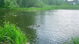 Рыбалка, г. Королëв, река Клязьма, 31-05-2026