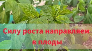 Перенаправляем силу роста у перца в плоды. Чтобы перец завязался. Удобрение. Пасынки у перца. Овощи.
