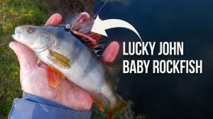 Lucky John Baby Rockfish — уловистый виброхвост для микроджига